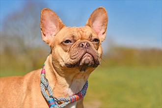 Portrait of red French Bulldog dog wearing rope collar