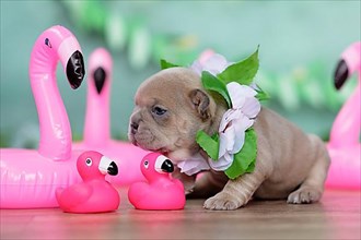 Small French Bulldog dog puppy with tropical flower garland and pink rubber duck flamingos