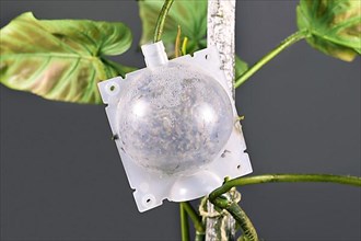 Plant air layering propagation ball filled with moss