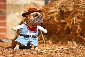 Cute French Bulldog dog wearing Halloween cowboy full body costume with fake arms and pants in front of hay bale