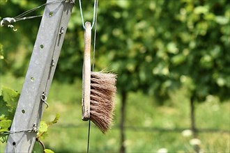 Cleaning scrub hand brush hanging in grapevine vineyard