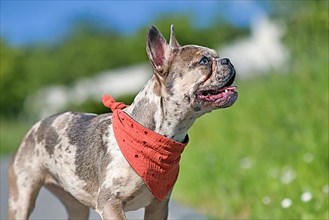 Young merle colored French Bulldog dog wearing red neckerchief
