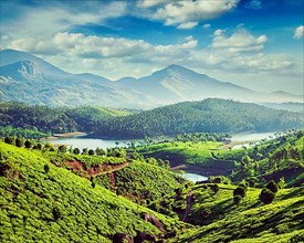 Vintage retro effect filtered hipster style image of tea plantations and Muthirappuzhayar River in hills near Munnar