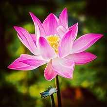 Vintage retro effect filtered hipster style image of asian lotus flower close up