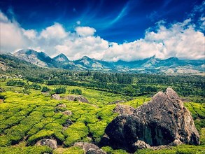 Vintage retro effect filtered hipster style image of green tea plantations with blue sky in mountains. Munnar