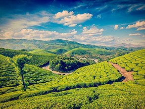 Vintage retro effect filtered hipster style image of green tea plantations. Munnar