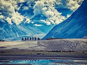 Vintage retro effect filtered hipster style image of Tourists riding camels in Nubra valley in Himalayas