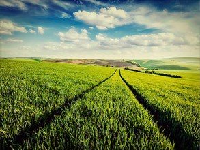 Vintage retro effect filtered hipster style image of green fields of Moravia