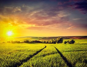 Vintage retro effect filtered hipster style image of dramatic sunset in fields of Moravia