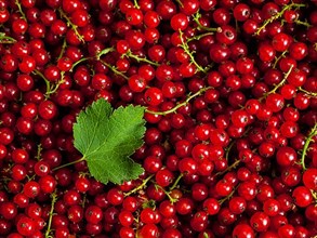 Redcurrant or red currant berries close up texture background