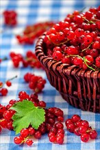 Redcurrant red currant berries in wicker bowl on kitchen table