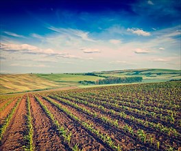 Vintage retro effect filtered hipster style image of rolling fields of Moravia