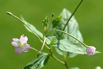 Small-flowered willowherb