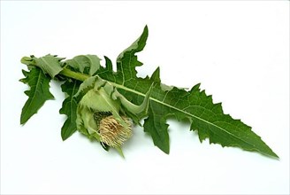 Cabbage thistle