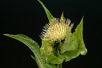 Cabbage thistle