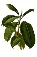 Ficus eleastica