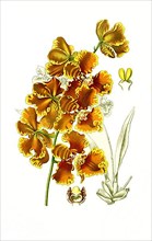 Oncidium forbesii