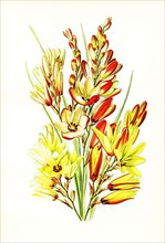 Ixia maculata