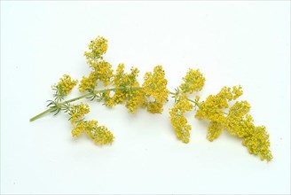 Common bedstraw