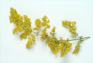 Common bedstraw