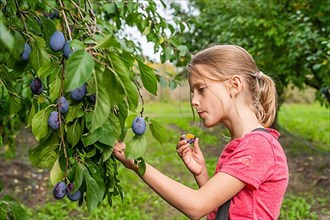 Girl picking ripe plums