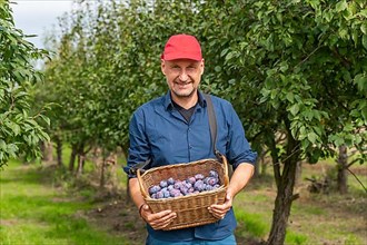 Man holding a basket of plums