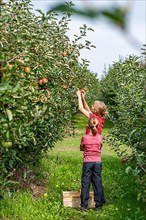 Woman with girl picking apples by herself