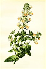 Collinsia bicolor
