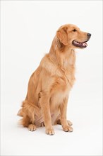 A Golden Retriever dog sitting on a white background
