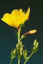 Common evening primrose