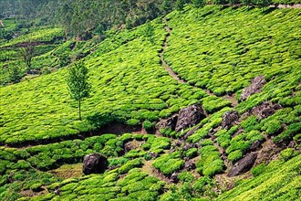 Kerala India travel background