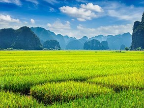 Green rice field and carst mounains. Tam Coc