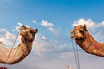 Camels at Pushkar Mela