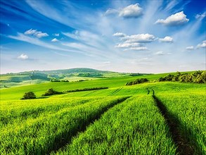 Green fields of Moravia