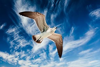 Seagull flying in blue sky