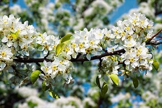 Apple tree blossoming flowers branch in spring