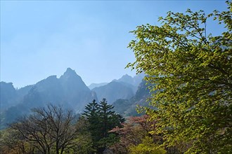 Landscape and trees in Seoraksan National Park