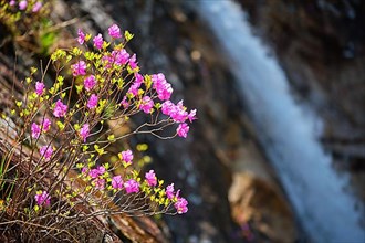 Rhododendron Mucronulatum Korean Rhododendron flower with Biryong Falls Waterfall in Seoraksan National Park