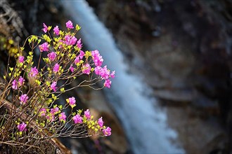 Rhododendron Mucronulatum Korean Rhododendron flower with Biryong Falls Waterfall in Seoraksan National Park