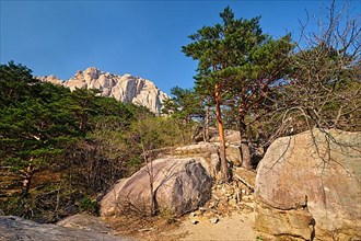 Ulsanbawi rock and pine trees in Seoraksan National Park