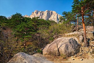 Ulsanbawi rock and pine trees in Seoraksan National Park