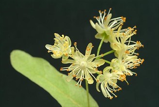 Lime blossoms of the large-leaved linden