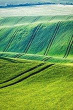 Rolling landscape of green fields in South Moravia