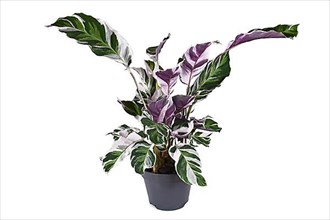Exotic 'Calathea White Fusion' Prayer Plant houseplant in flower pot on white background