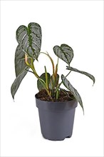 Small tropical 'Philodendron Brandtianum' houseplant with silver pattern on leaves in flower pot on white background