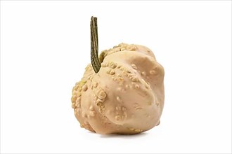 Cream colored ornamental gourd pumpkin with warted skin on white background