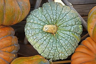 Top view of green 'Marina di Chioggia' pumpkin with bumpy skin