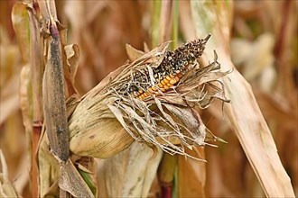 Sick rotten corncob with black maize kernel in agricultural field
