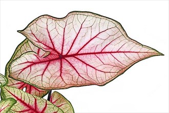 Close up of leaf of exotic 'Caladium White Queen' plant with white leaves and pink veins in pot isolated on white background