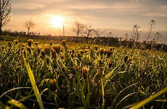 Dandelion and grass at sunset